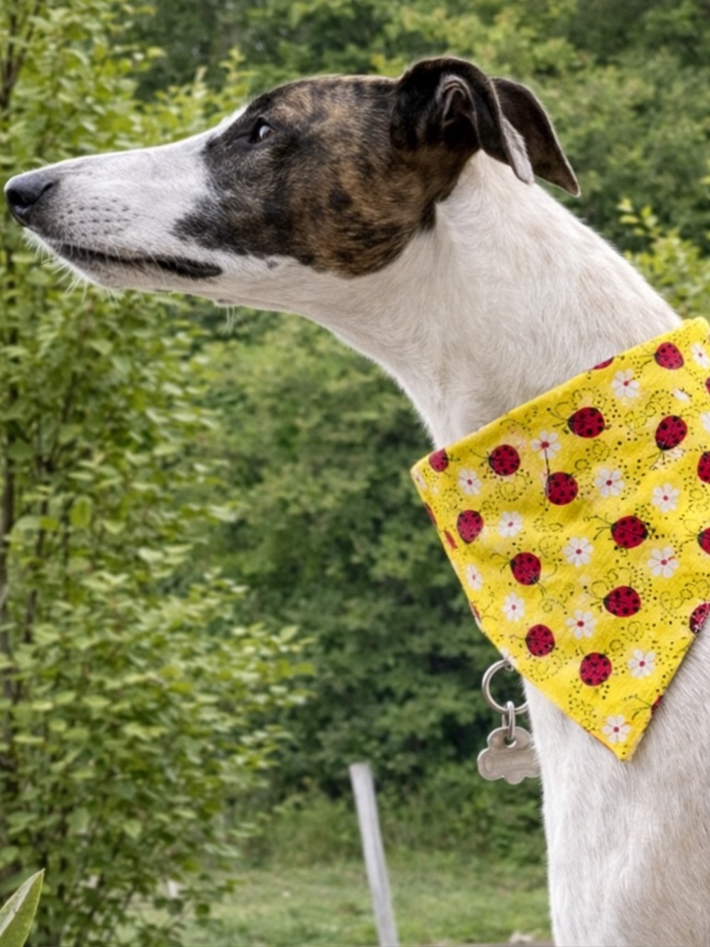 Lady Bug Dog Scrunchie Bandana - Cute Collar Accessory